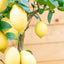 Limone 4 stagioni (citrus limon)