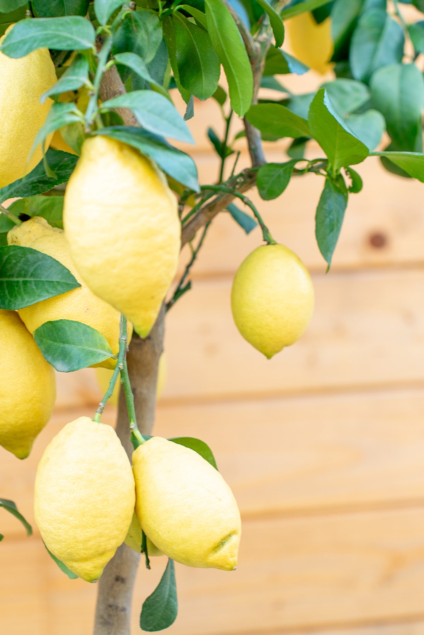 Limone 4 stagioni (citrus limon)