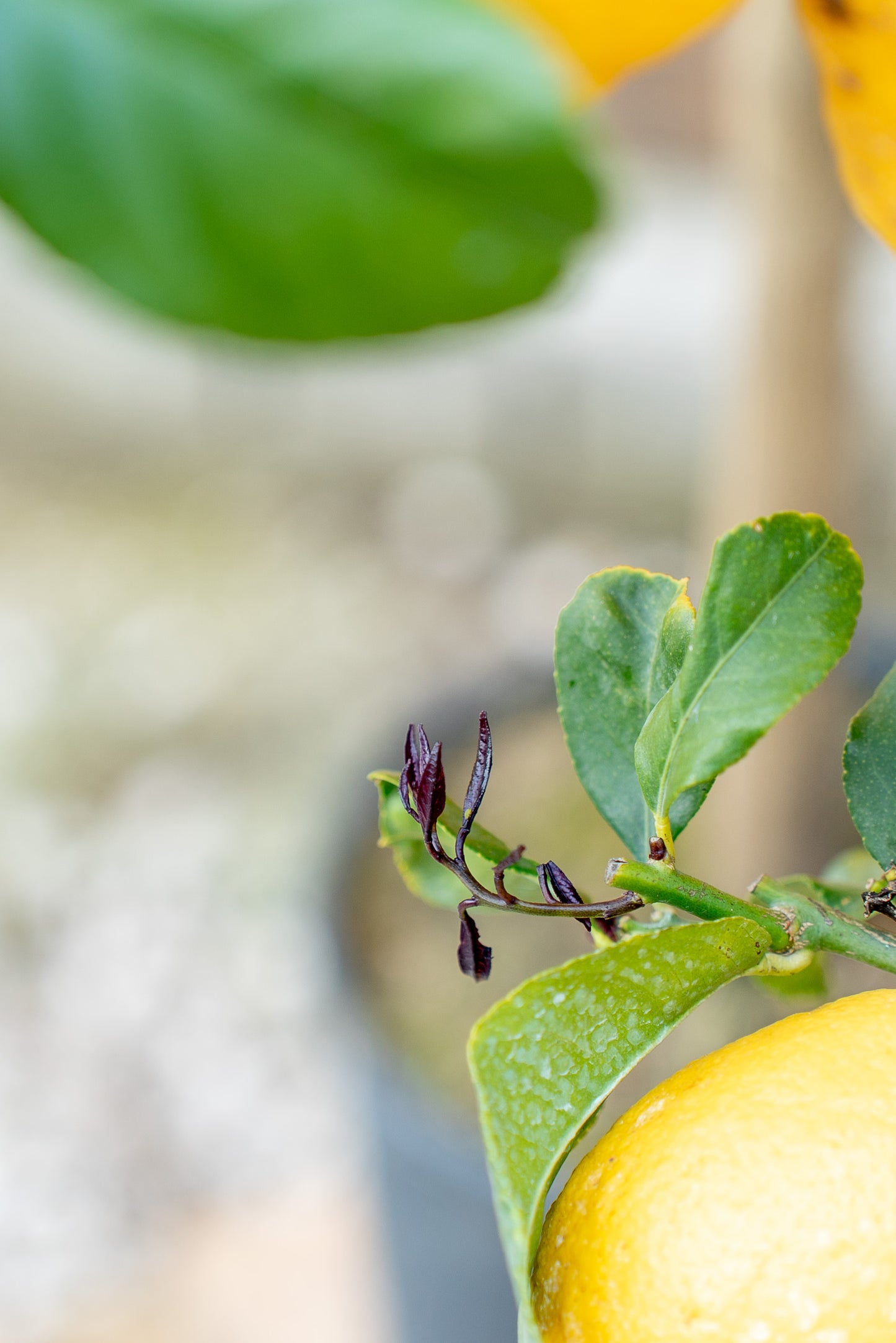 Limone 4 stagioni (citrus limon)