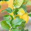 Limone 4 stagioni (citrus limon)