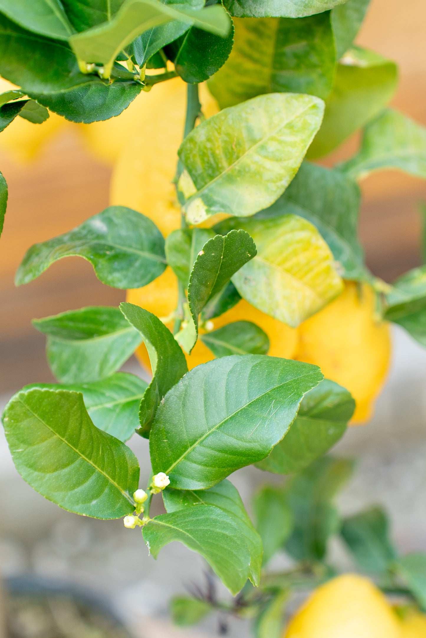 Limone 4 stagioni (citrus limon)