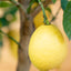 Limone 4 stagioni (citrus limon)