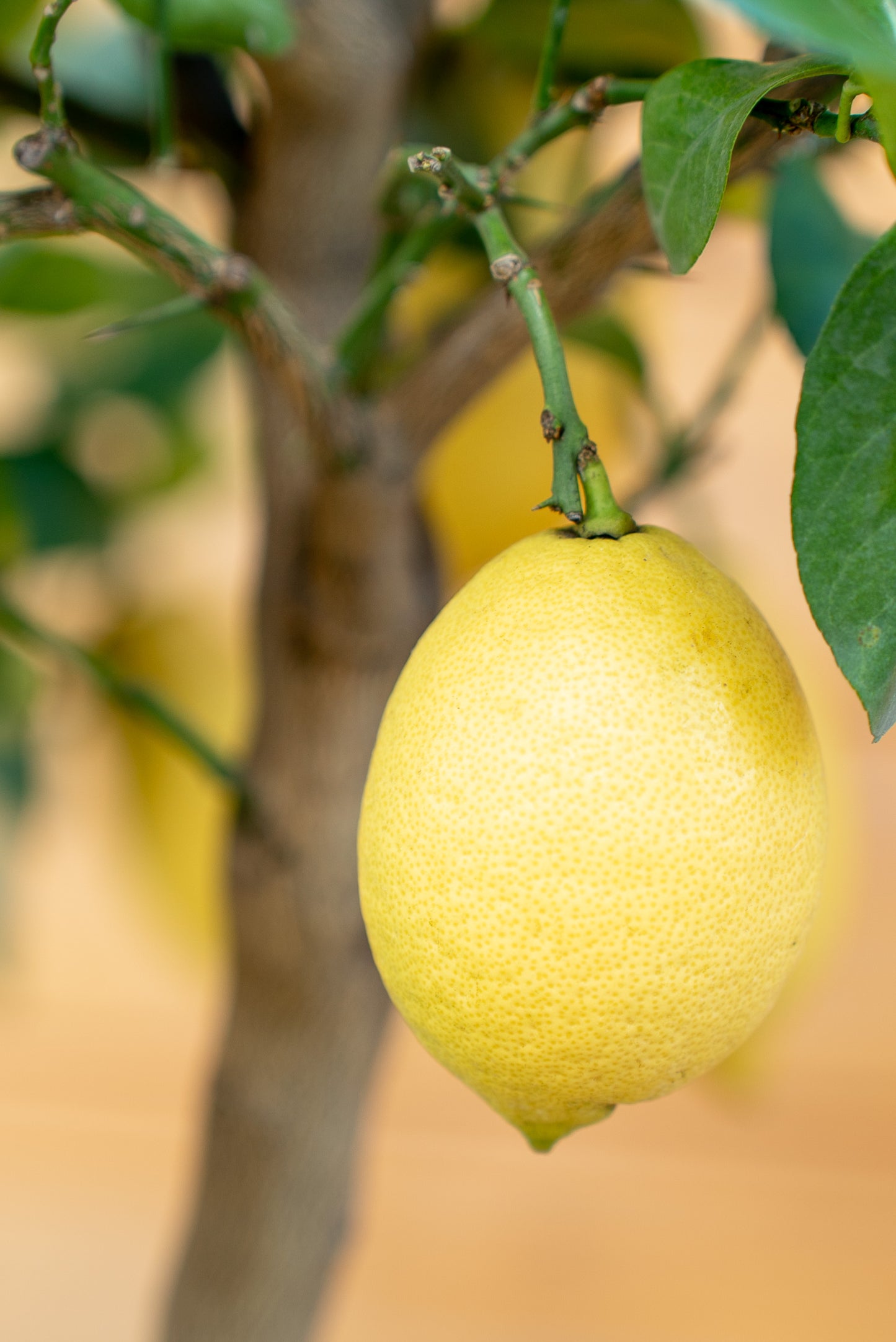 Limone 4 stagioni (citrus limon)