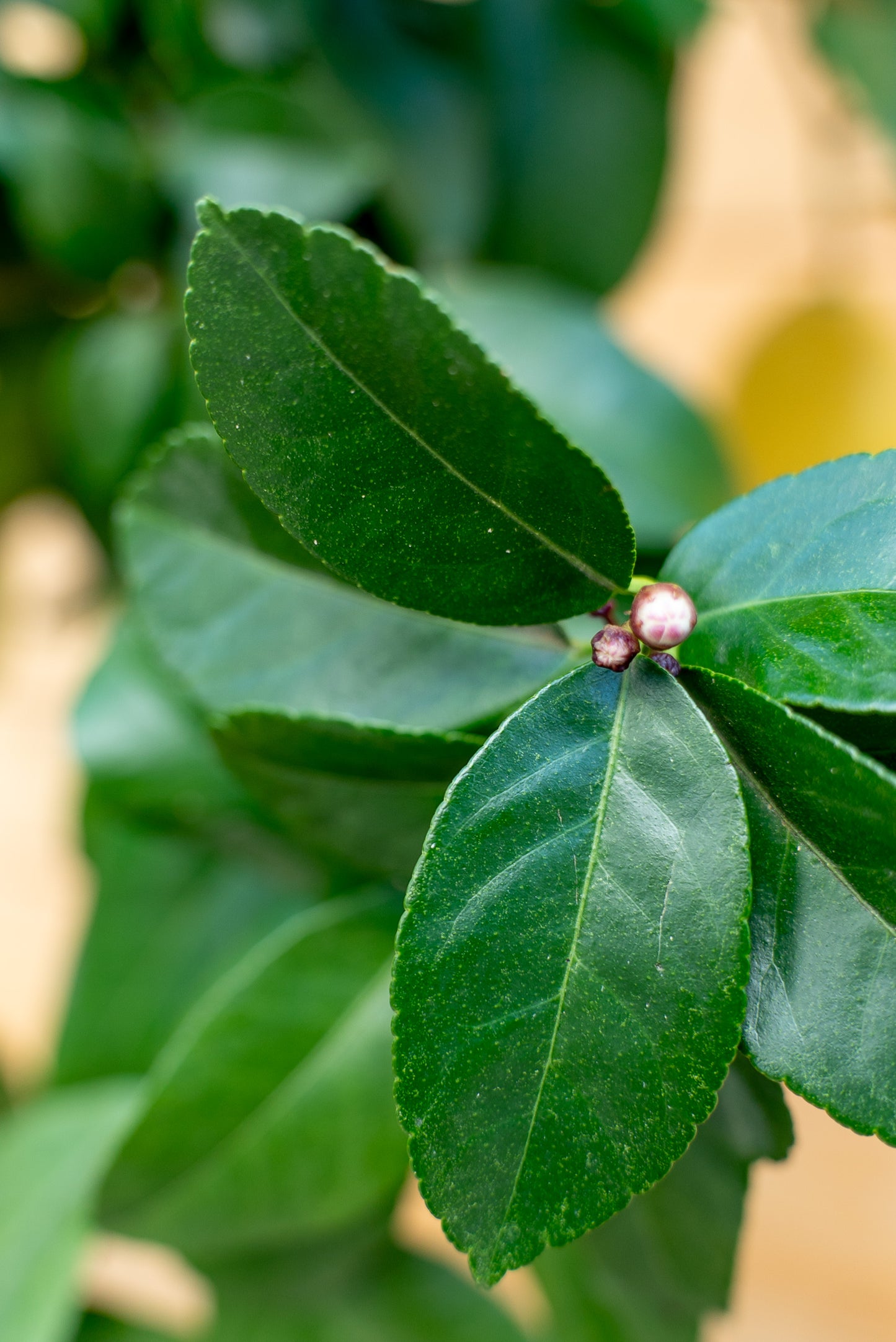 Limone 4 stagioni (citrus limon)