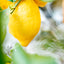 Limone 4 stagioni (citrus limon)