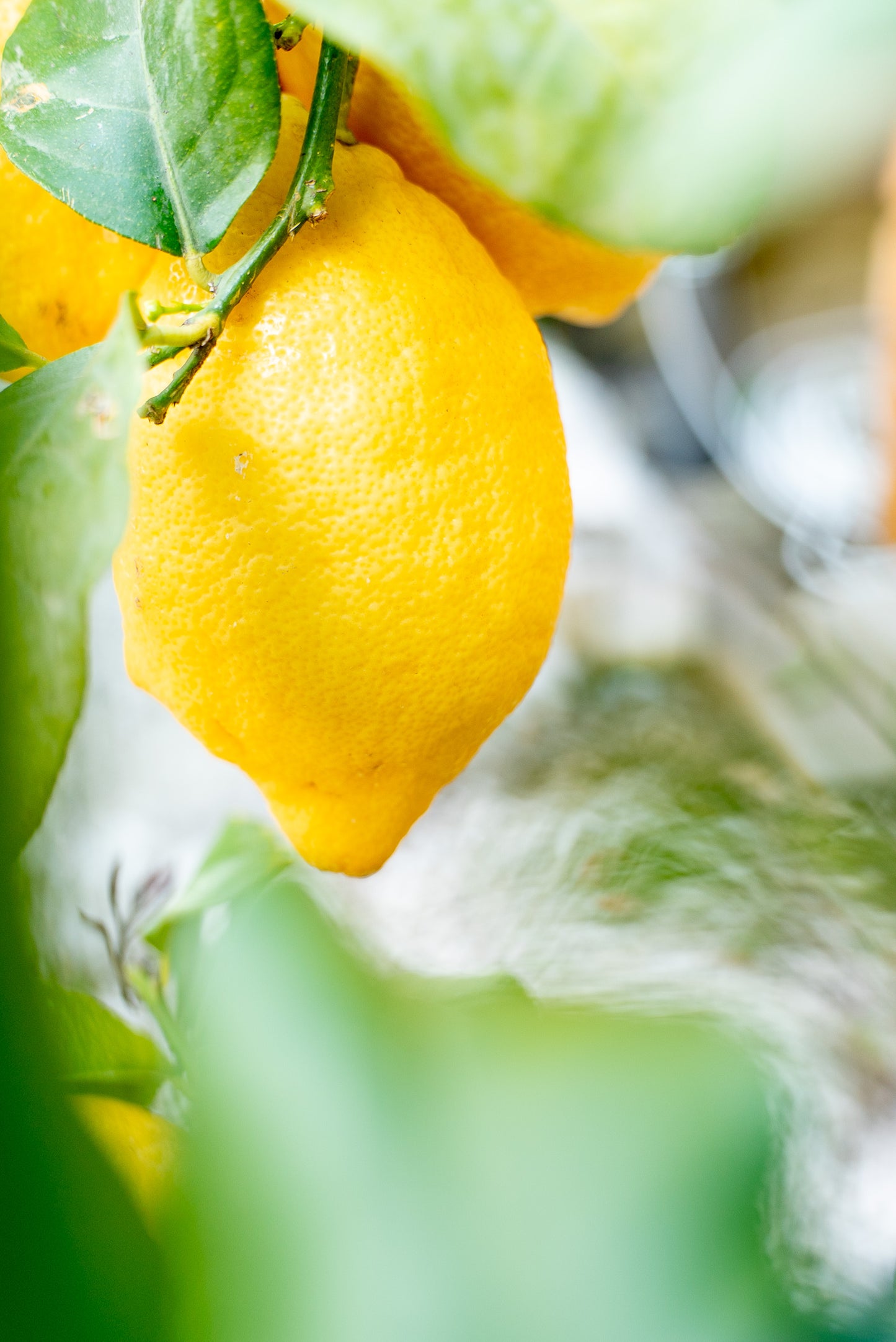 Limone 4 stagioni (citrus limon)