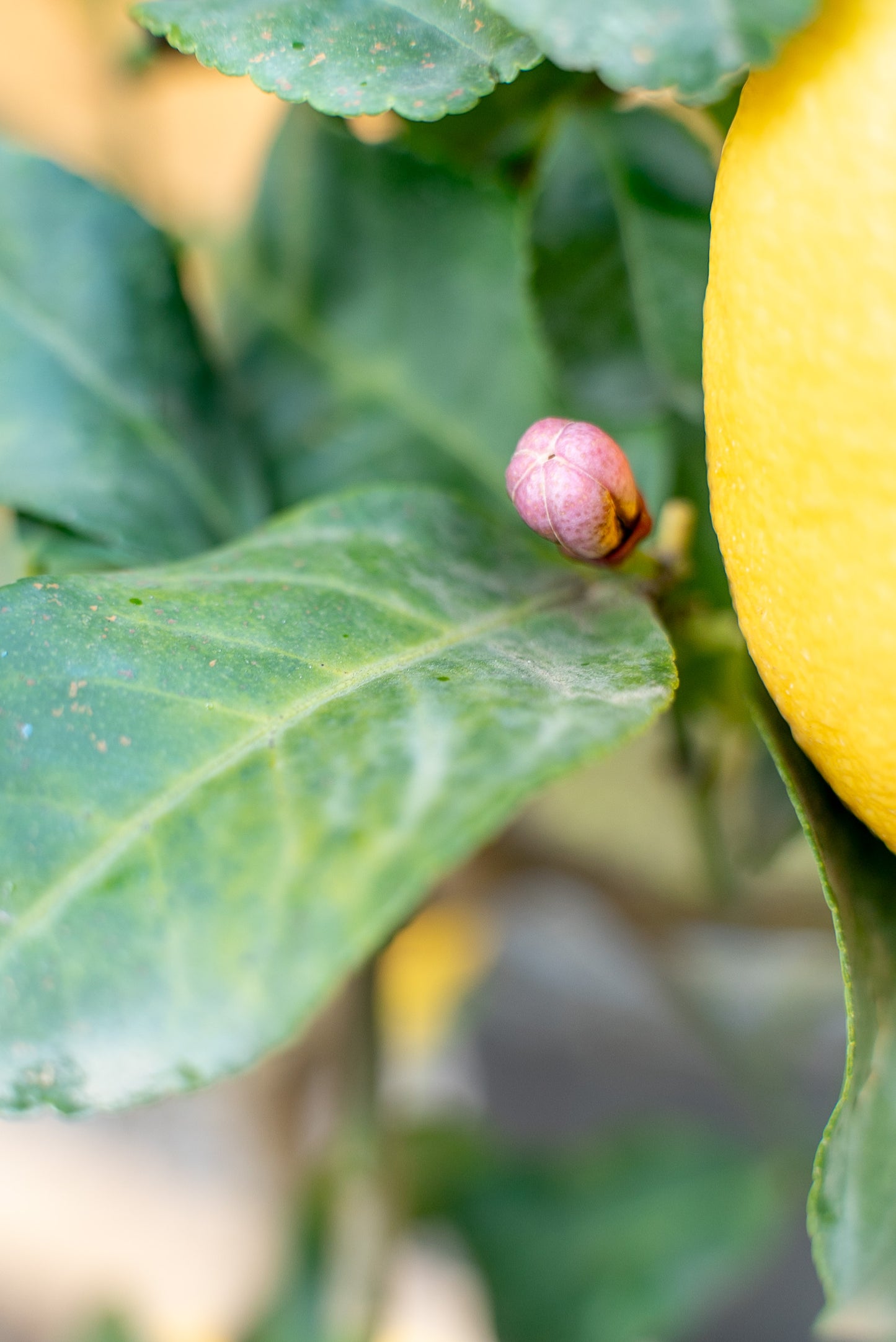 Limone 4 stagioni (citrus limon)