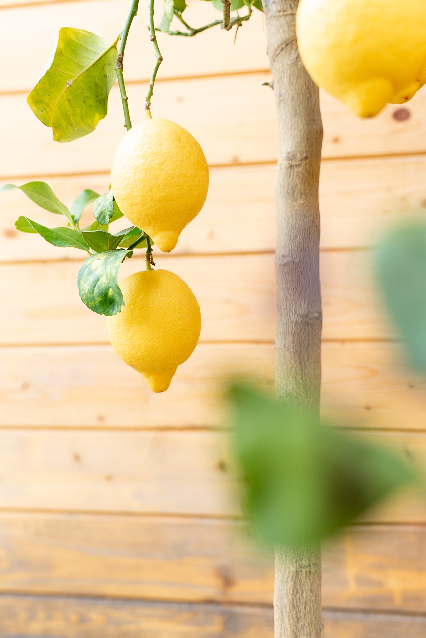 Limone 4 stagioni (citrus limon)