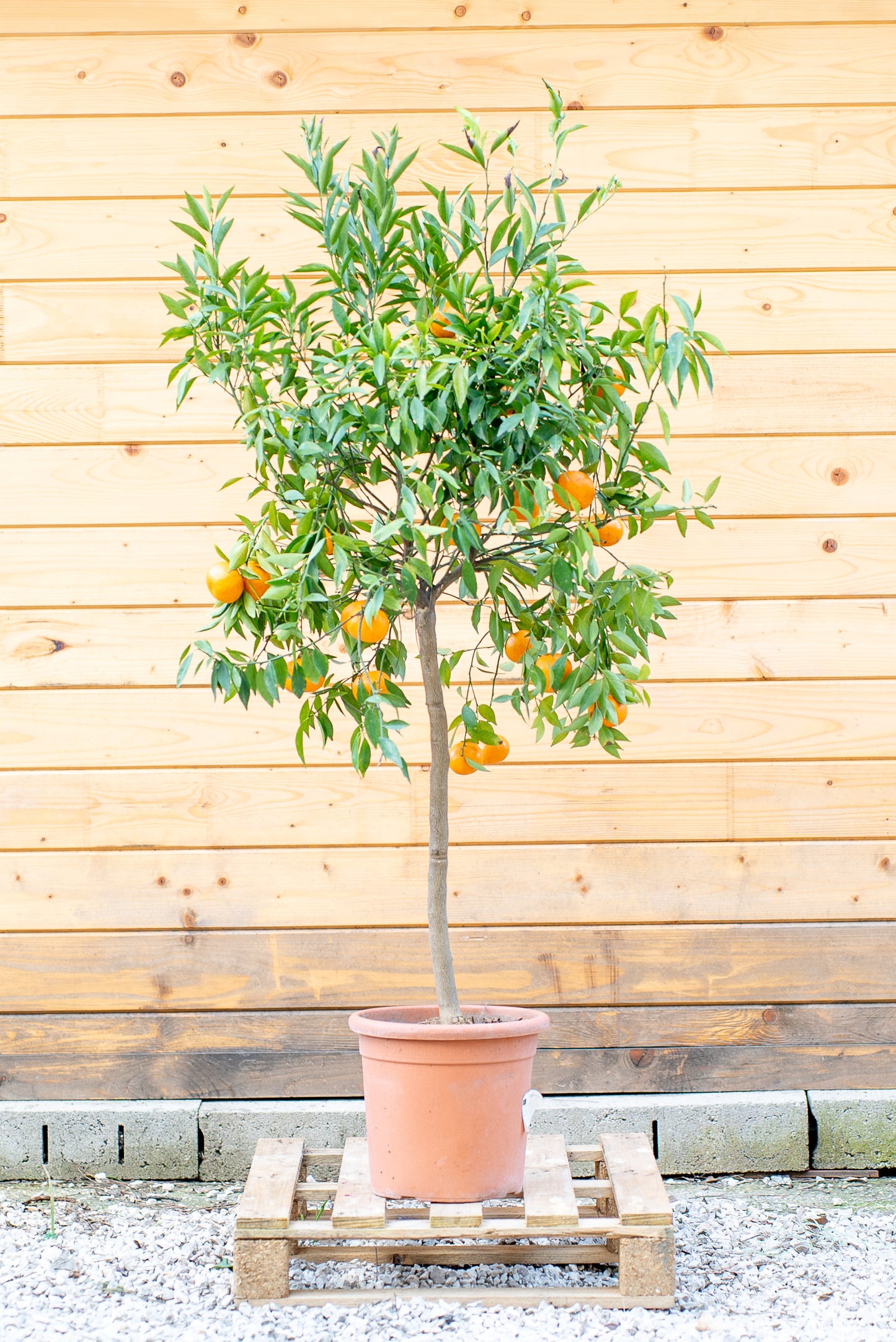 Mandarino (Citrus reticulata)