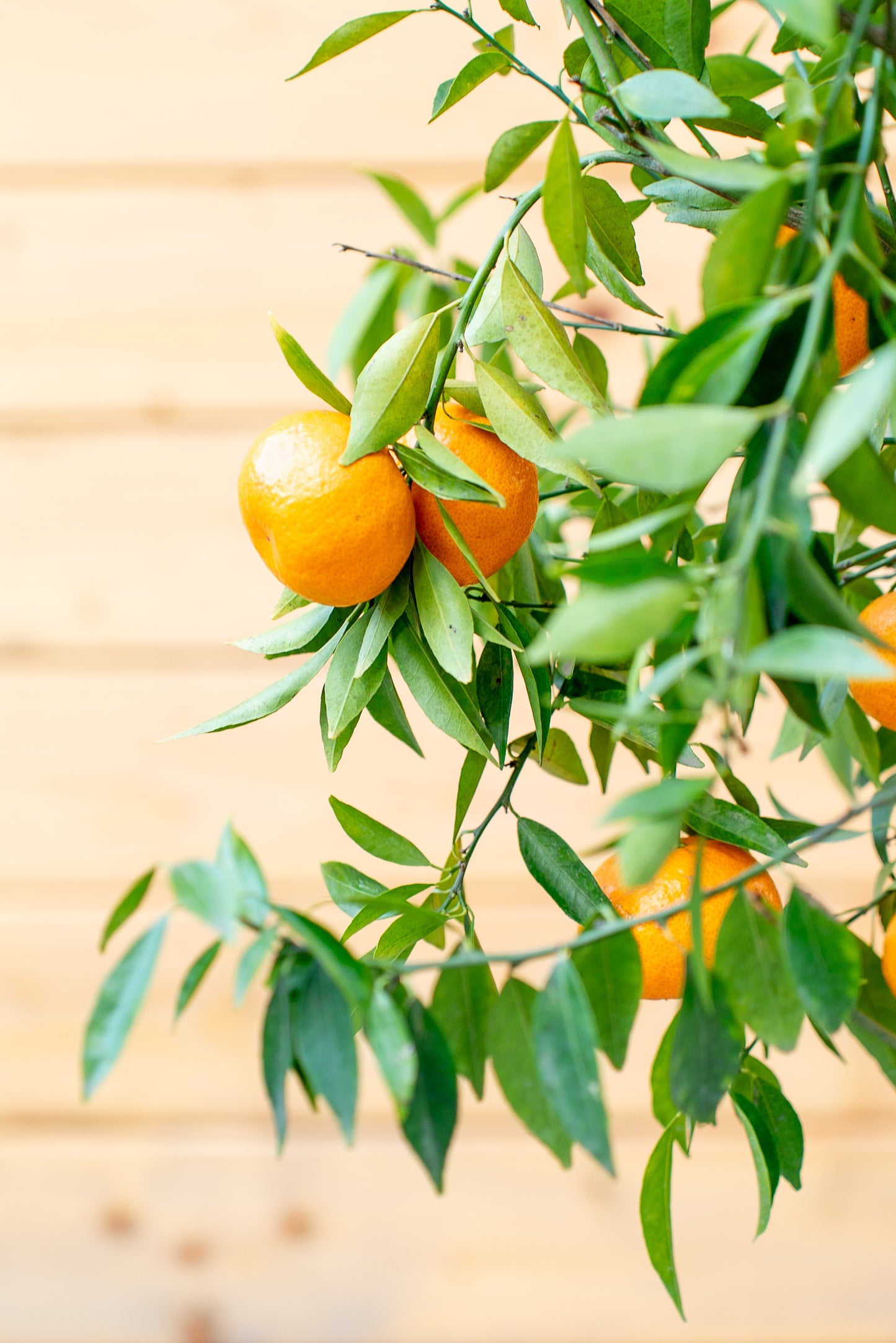 Mandarino (Citrus reticulata)