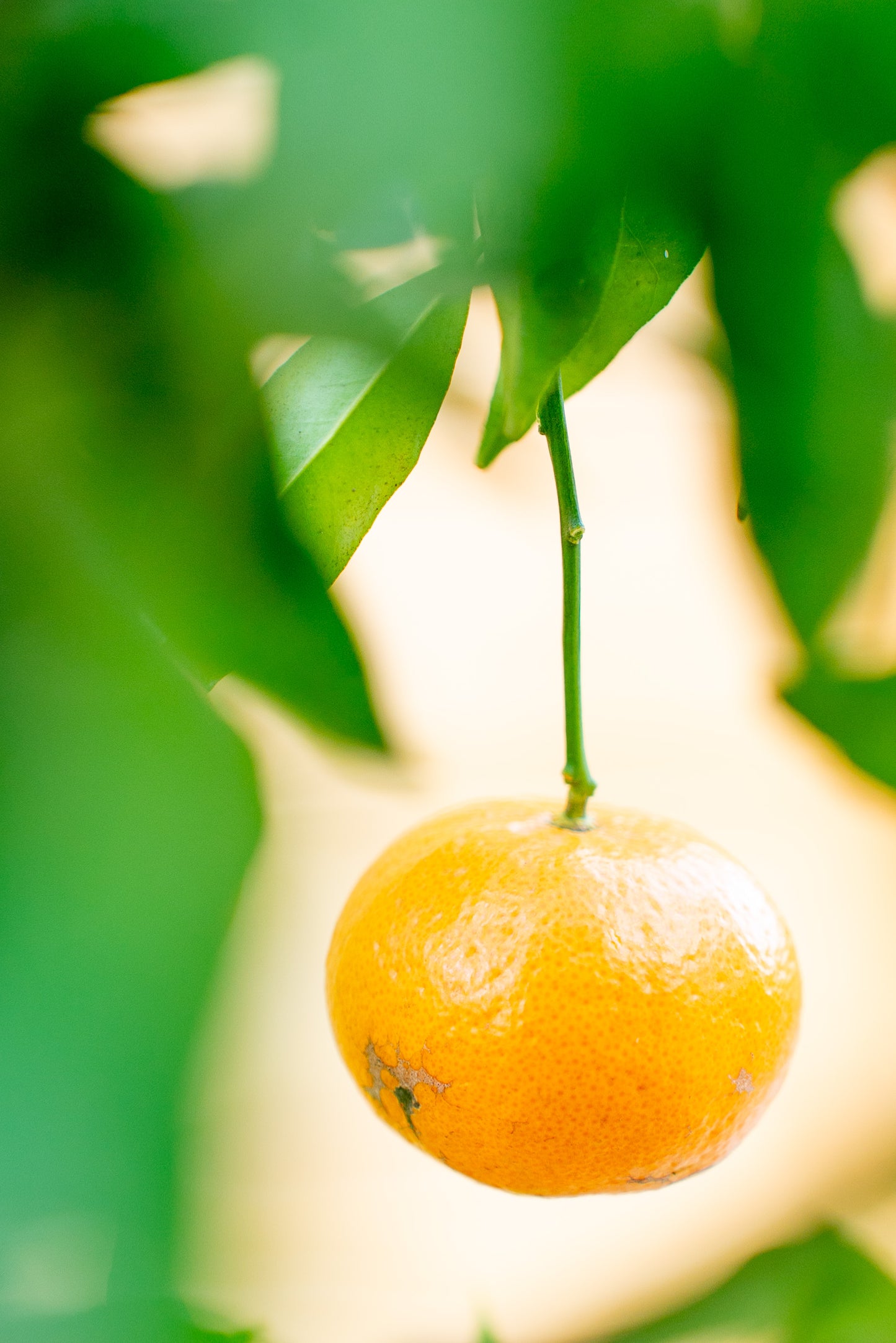 Mandarino (Citrus reticulata)