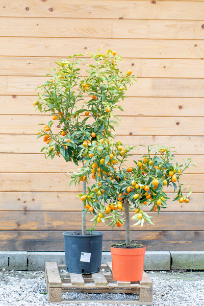 Kumquat (Fortunella spp.)