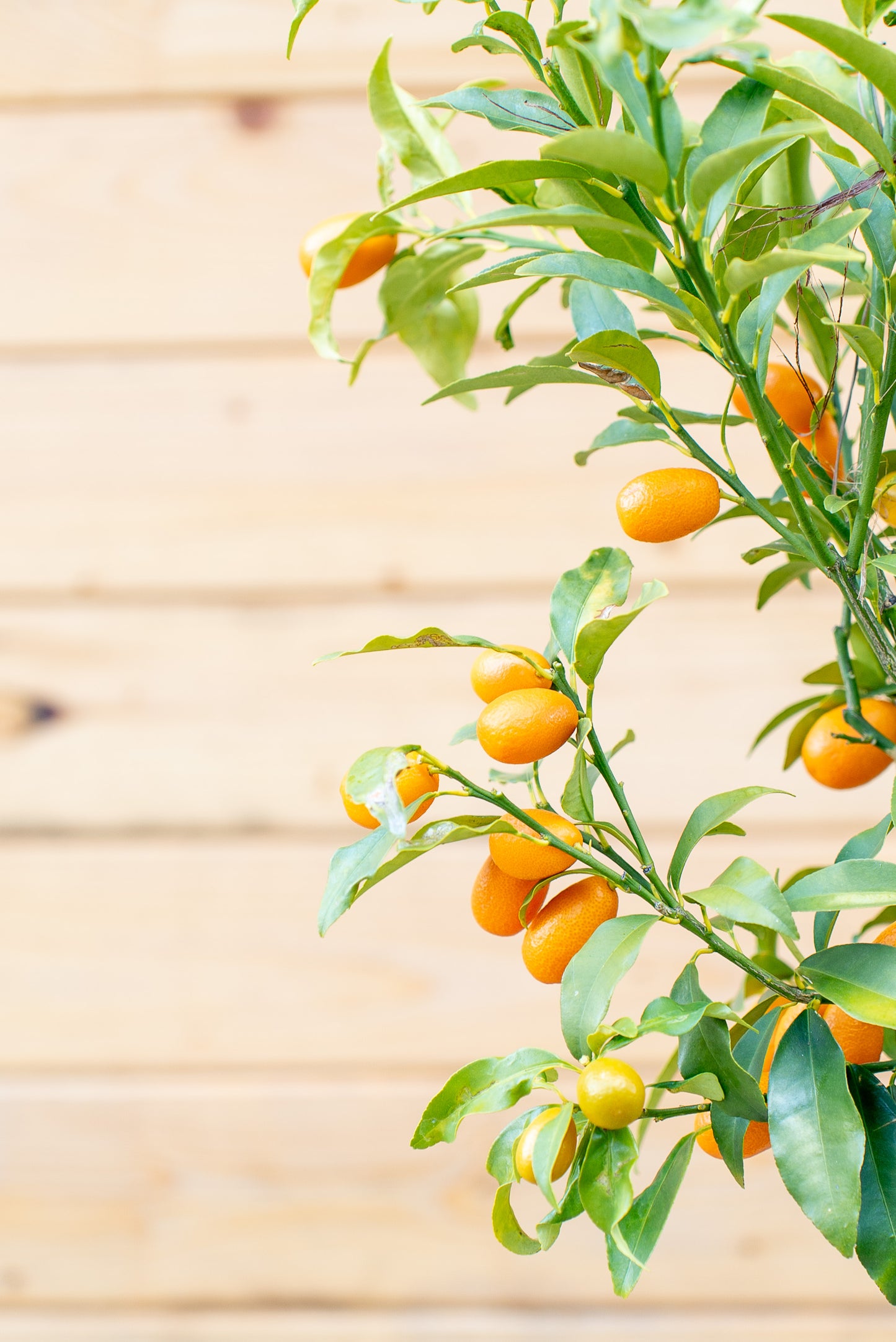 Kumquat (Fortunella spp.)