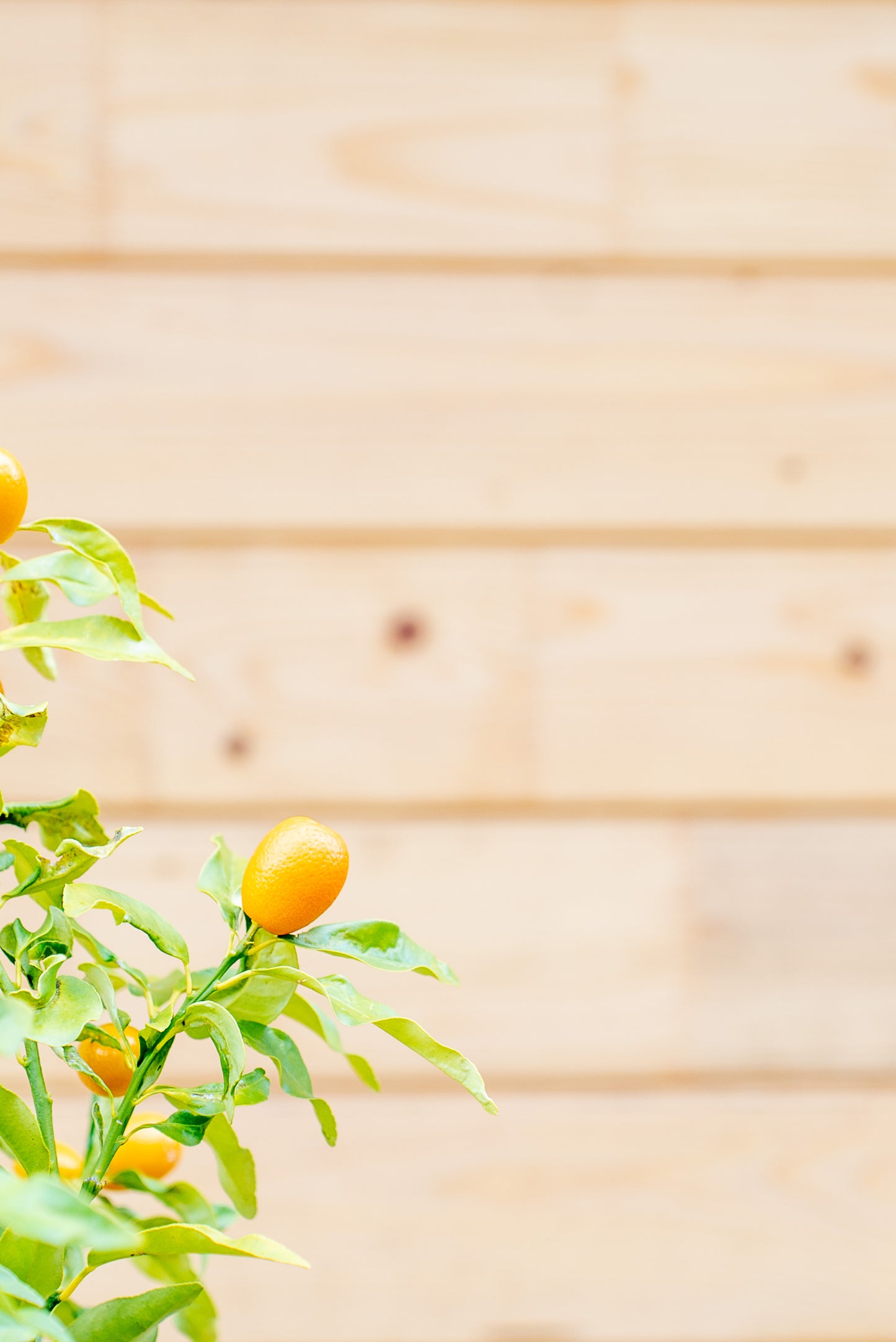 Kumquat (Fortunella spp.)