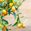 Kumquat (Fortunella spp.)