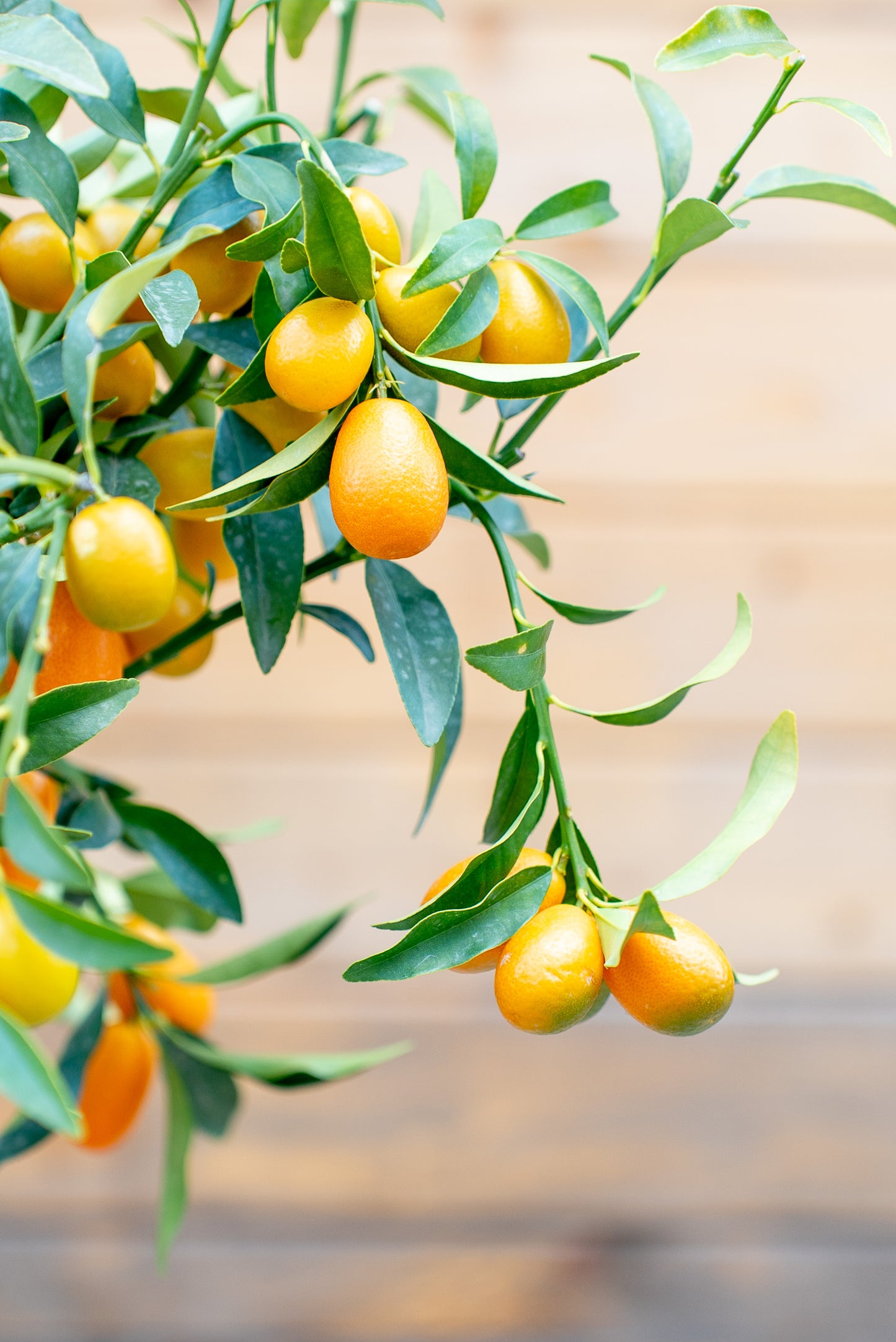 Kumquat (Fortunella spp.)