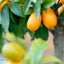 Kumquat (Fortunella spp.)