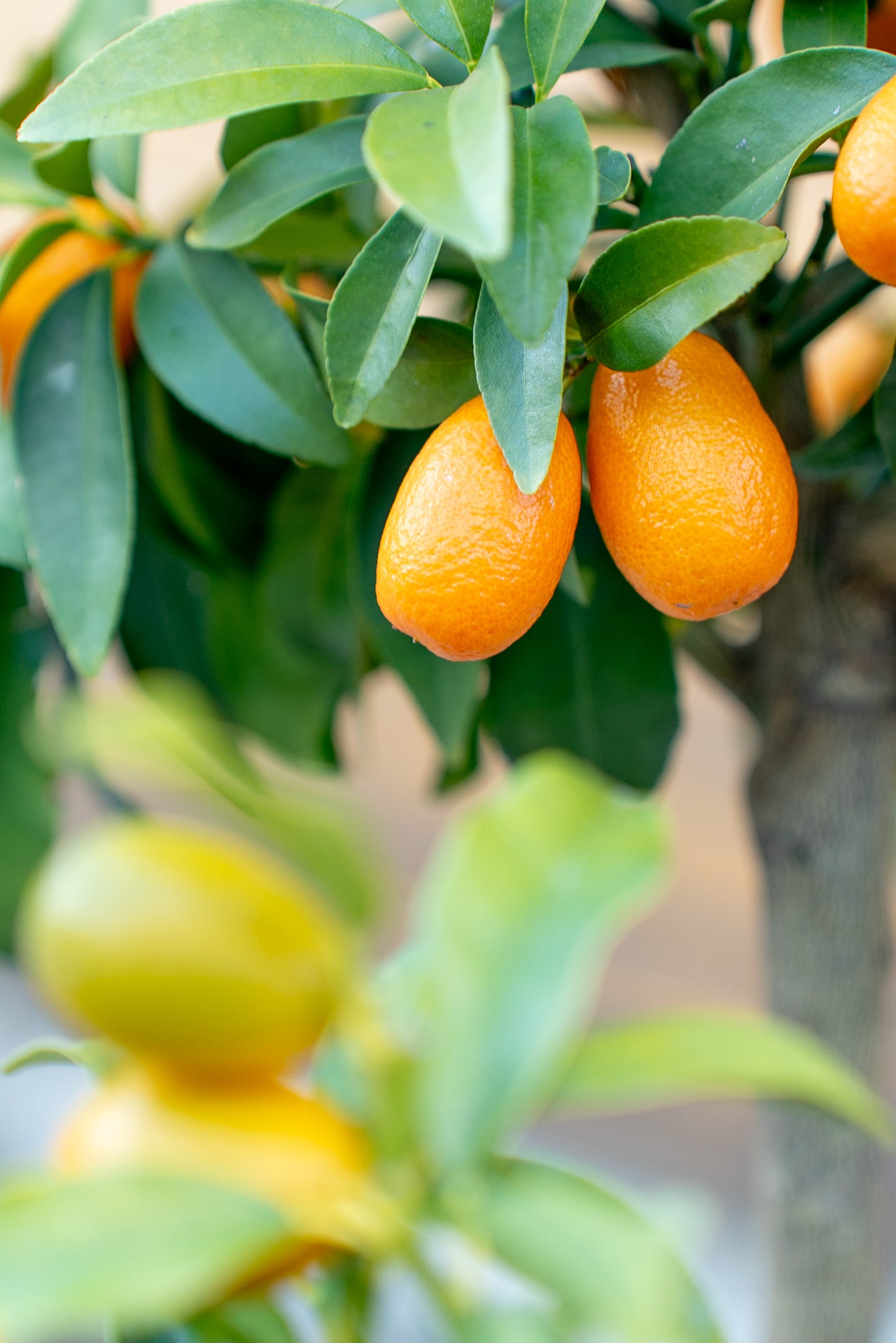 Kumquat (Fortunella spp.)