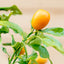 Kumquat (Fortunella spp.)