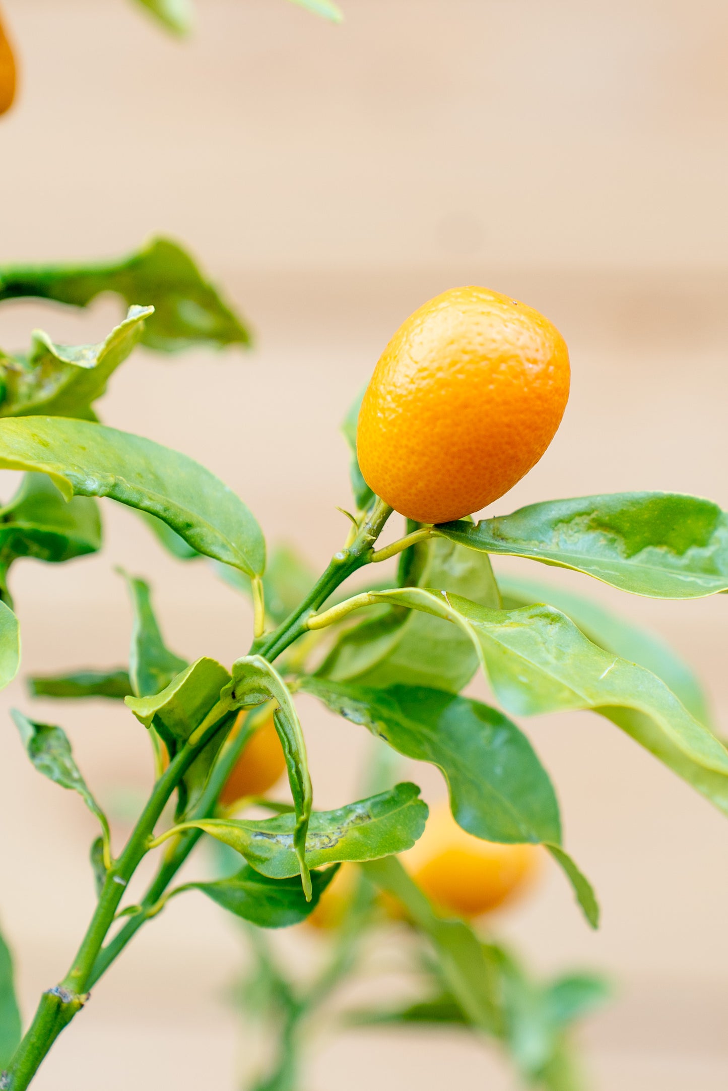 Kumquat (Fortunella spp.)