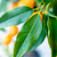 Kumquat (Fortunella spp.)