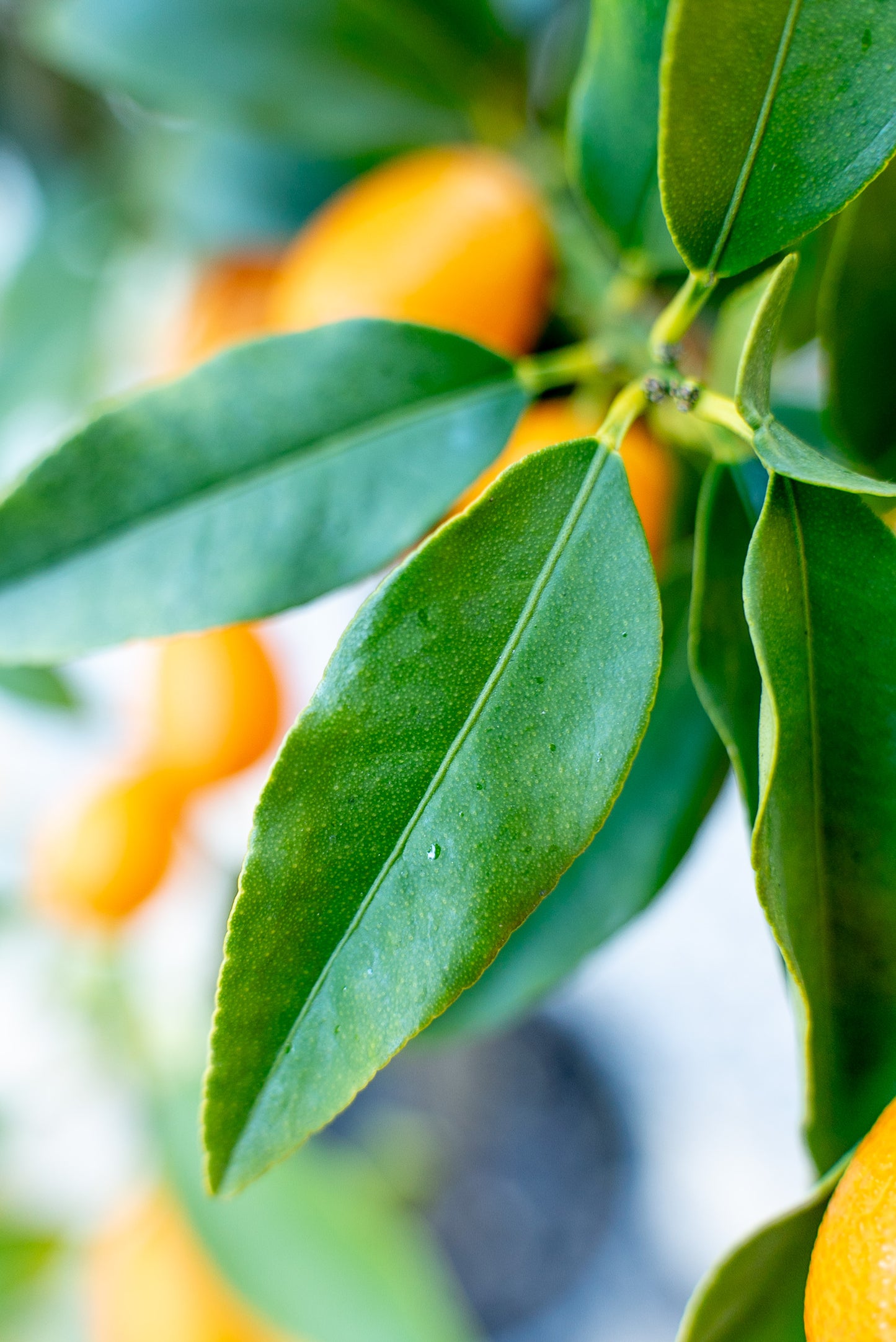 Kumquat (Fortunella spp.)