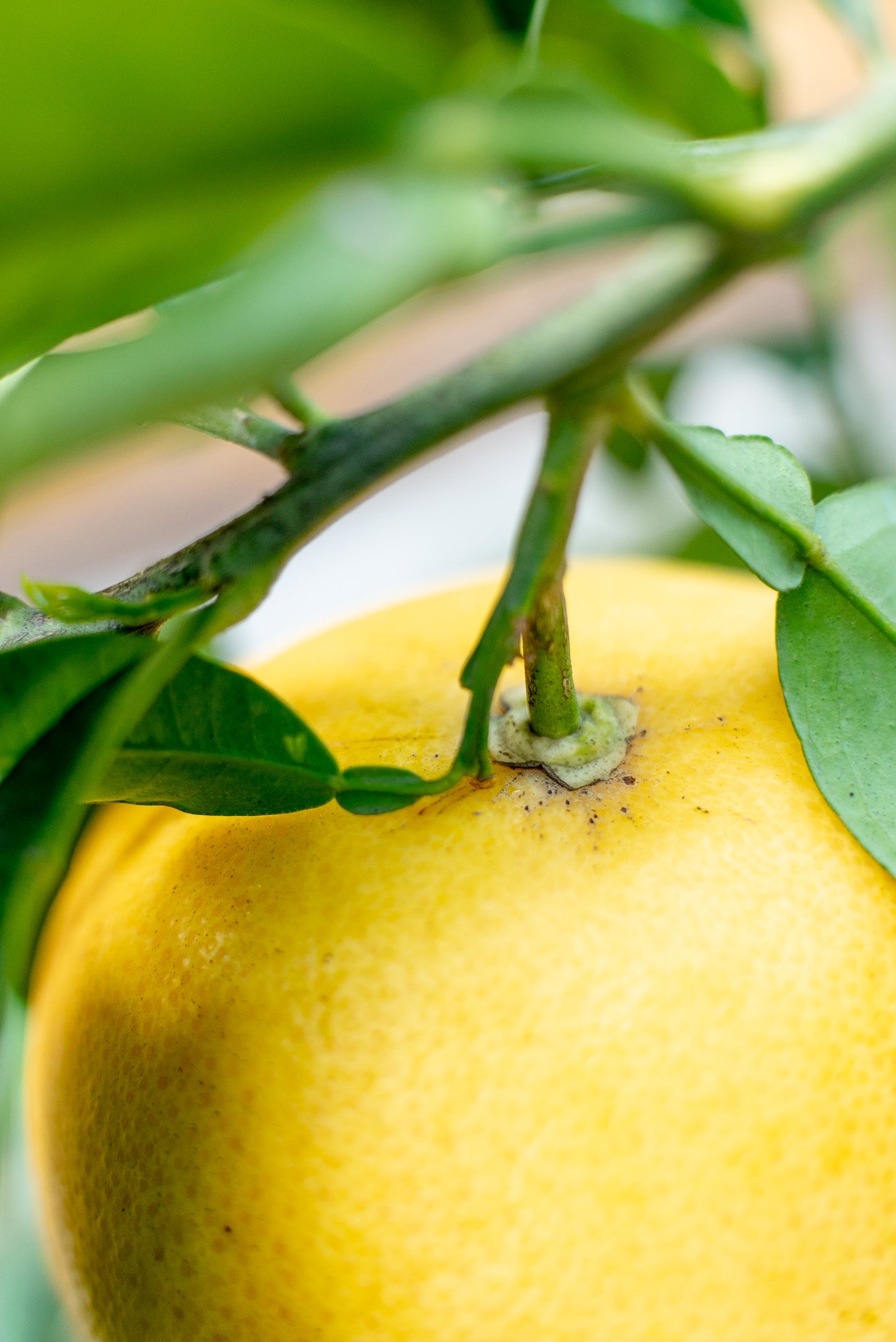 Pompelmo (Citrus paradisi)