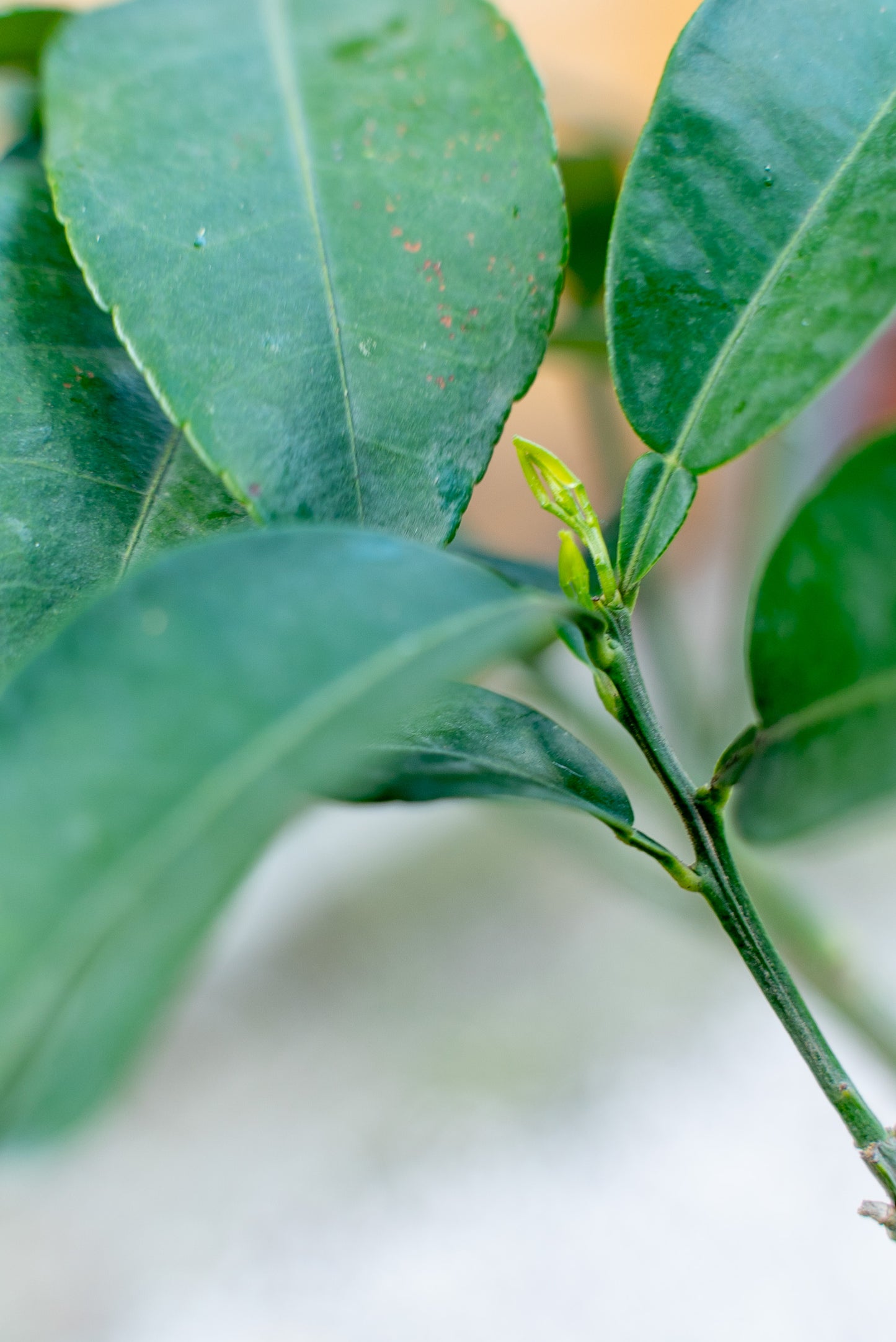 Pompelmo (Citrus paradisi)