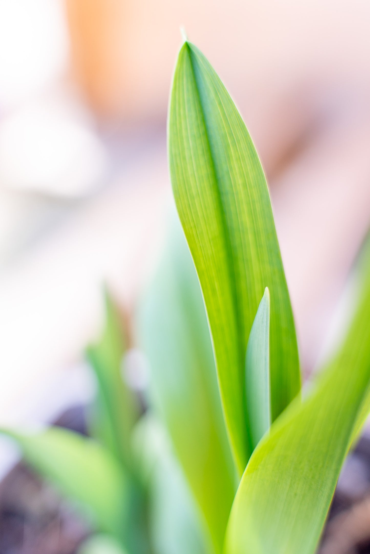 Iris Germanica