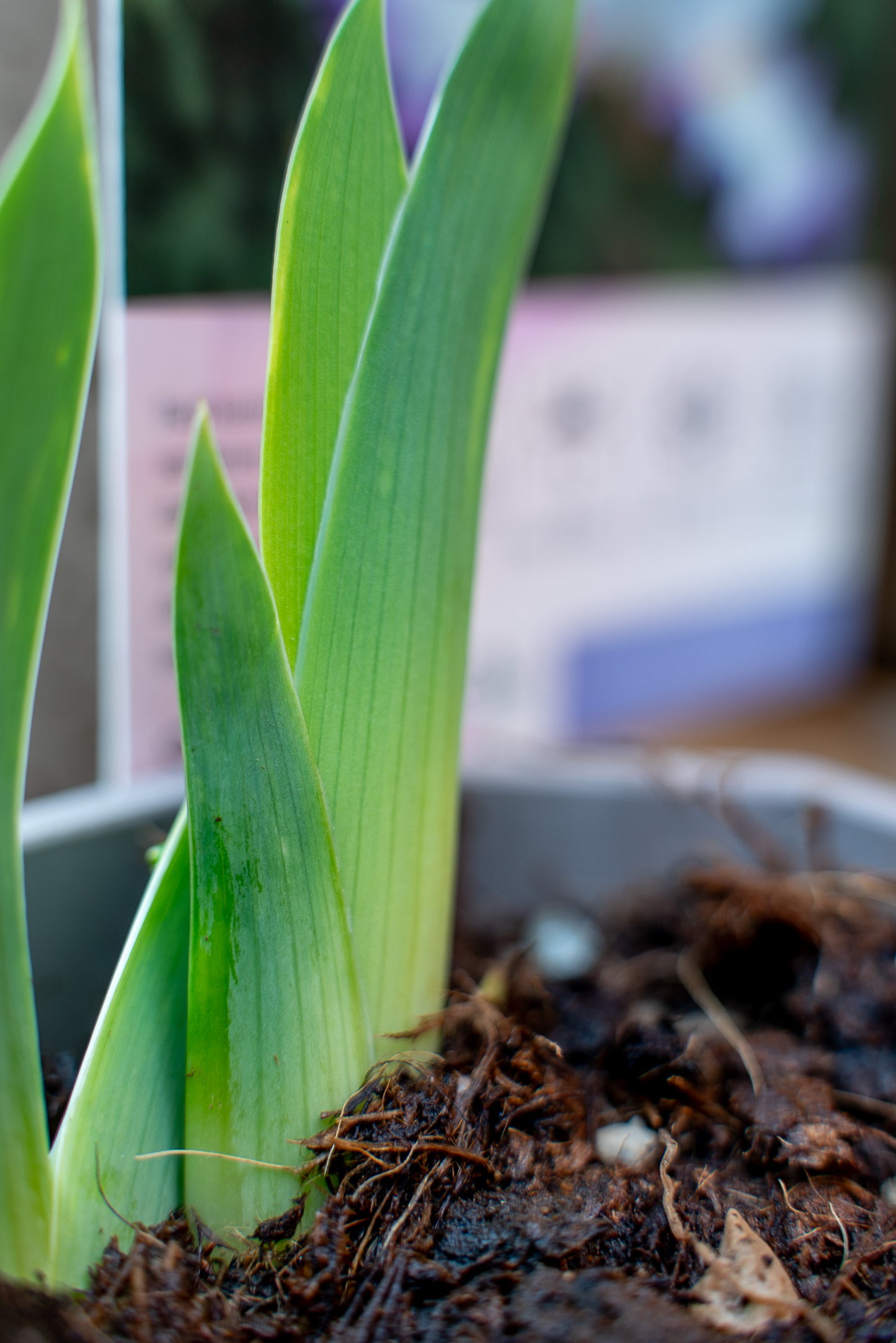 Iris Germanica