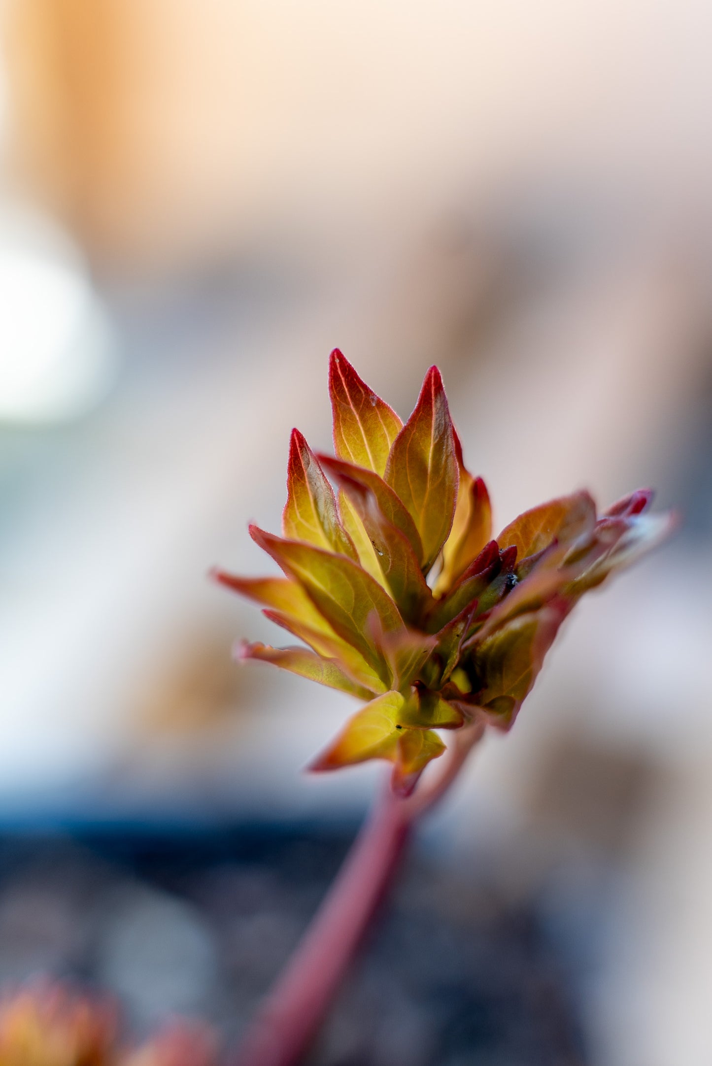 Paeonia Lactiflora