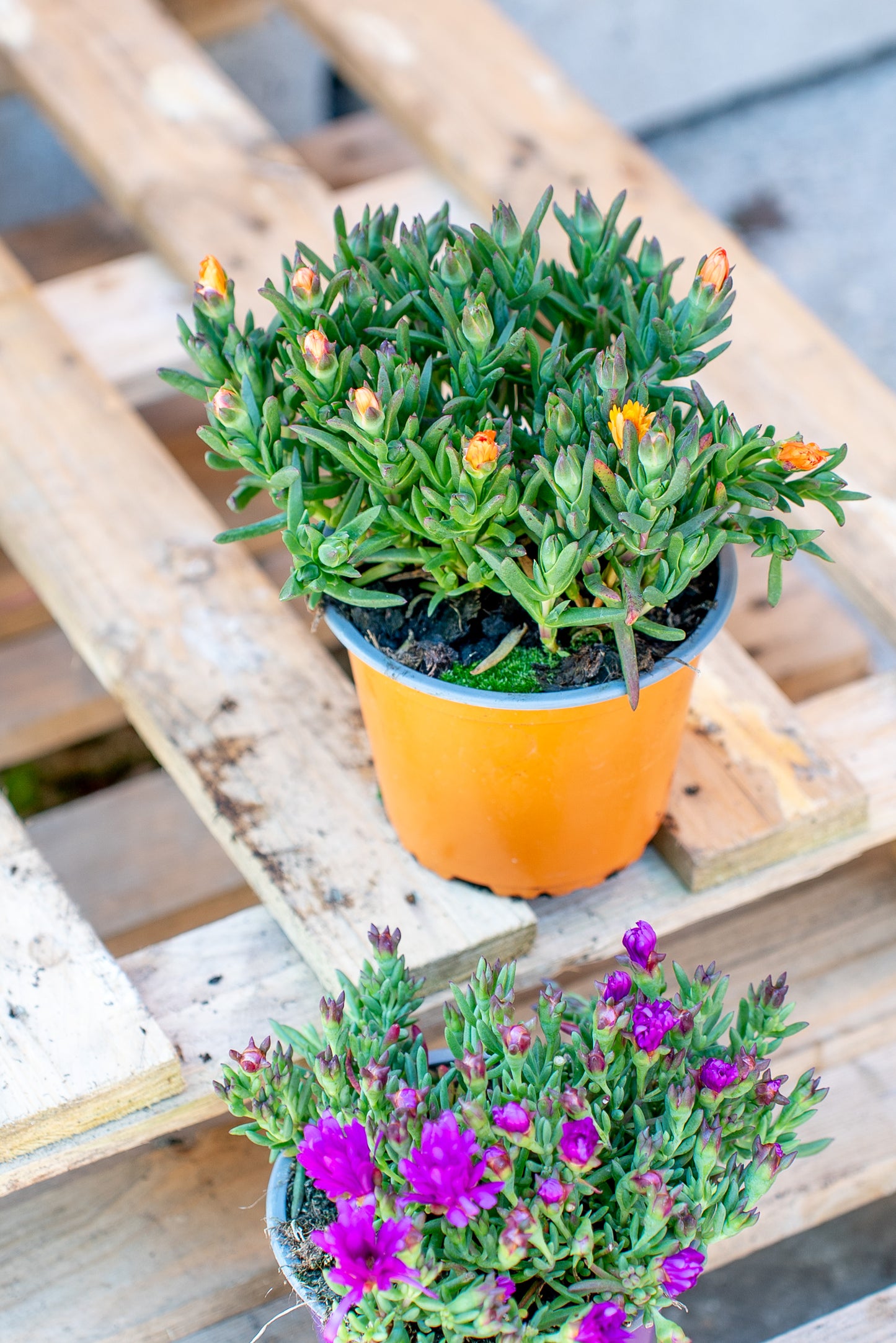 Carpobrotus Acinaciformis