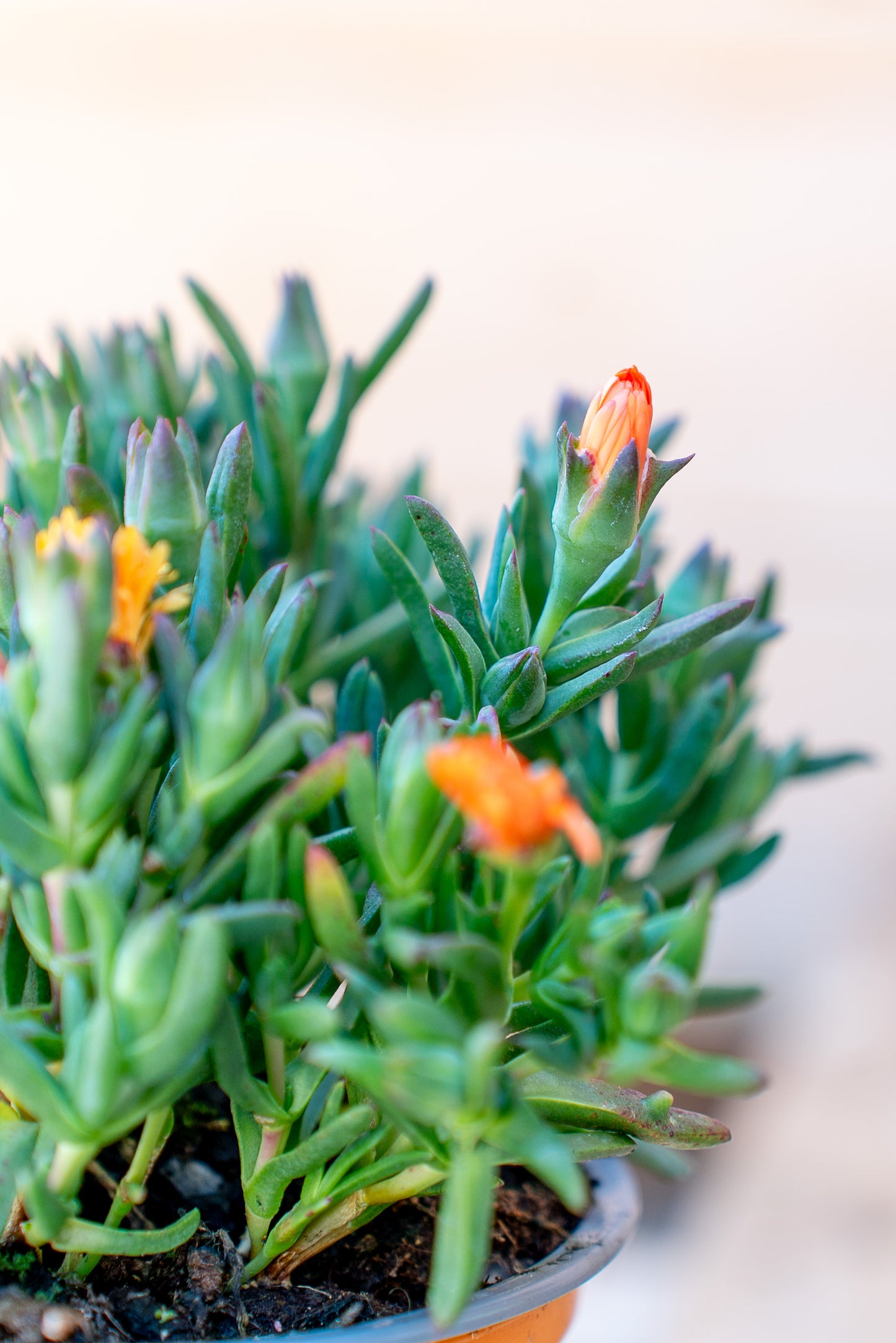 Carpobrotus Acinaciformis