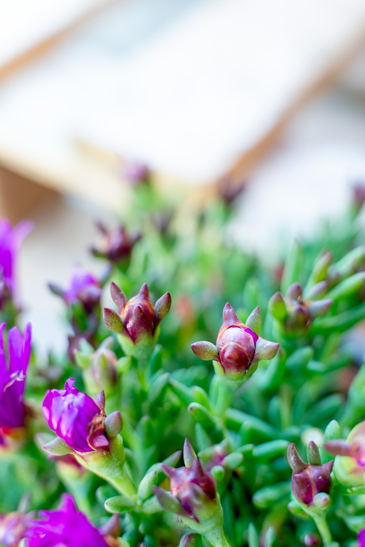 Carpobrotus Acinaciformis