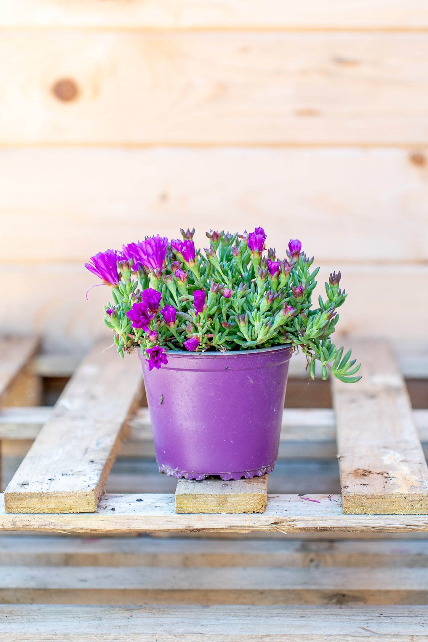 Carpobrotus Acinaciformis