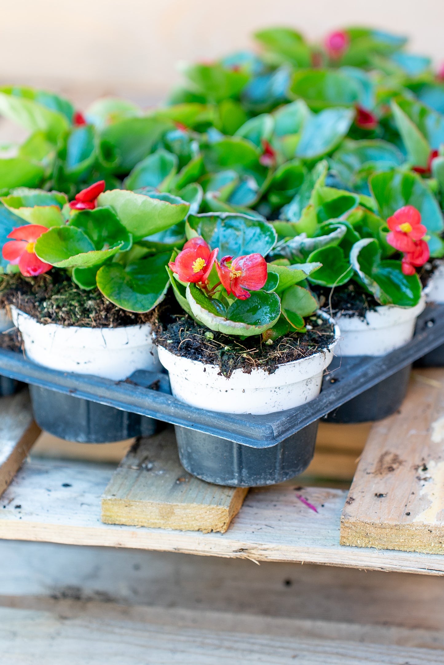 Begonia Stagionale