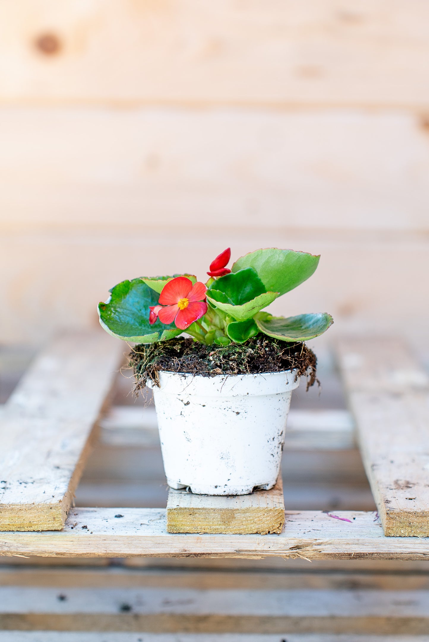 Begonia Stagionale