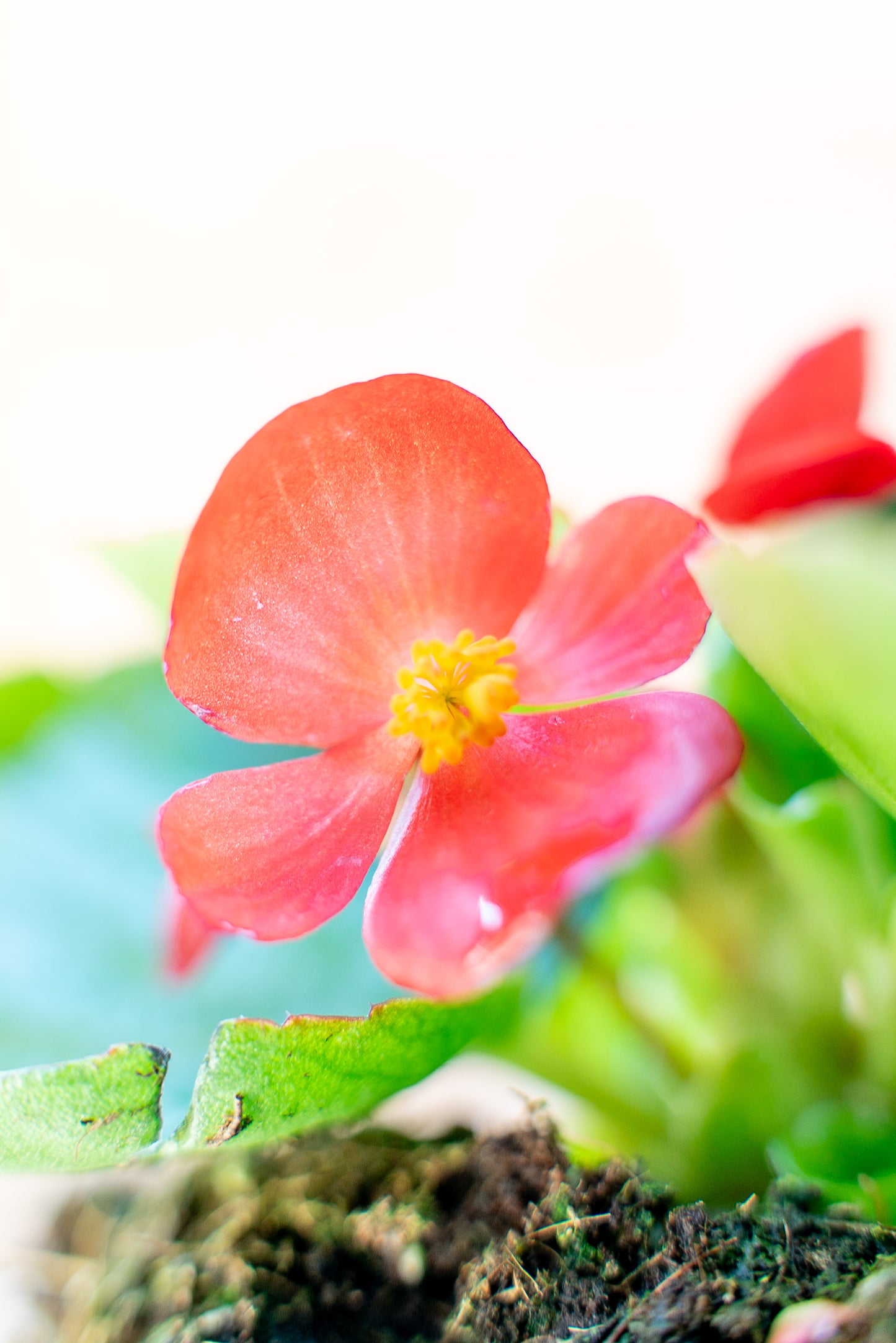 Begonia Stagionale