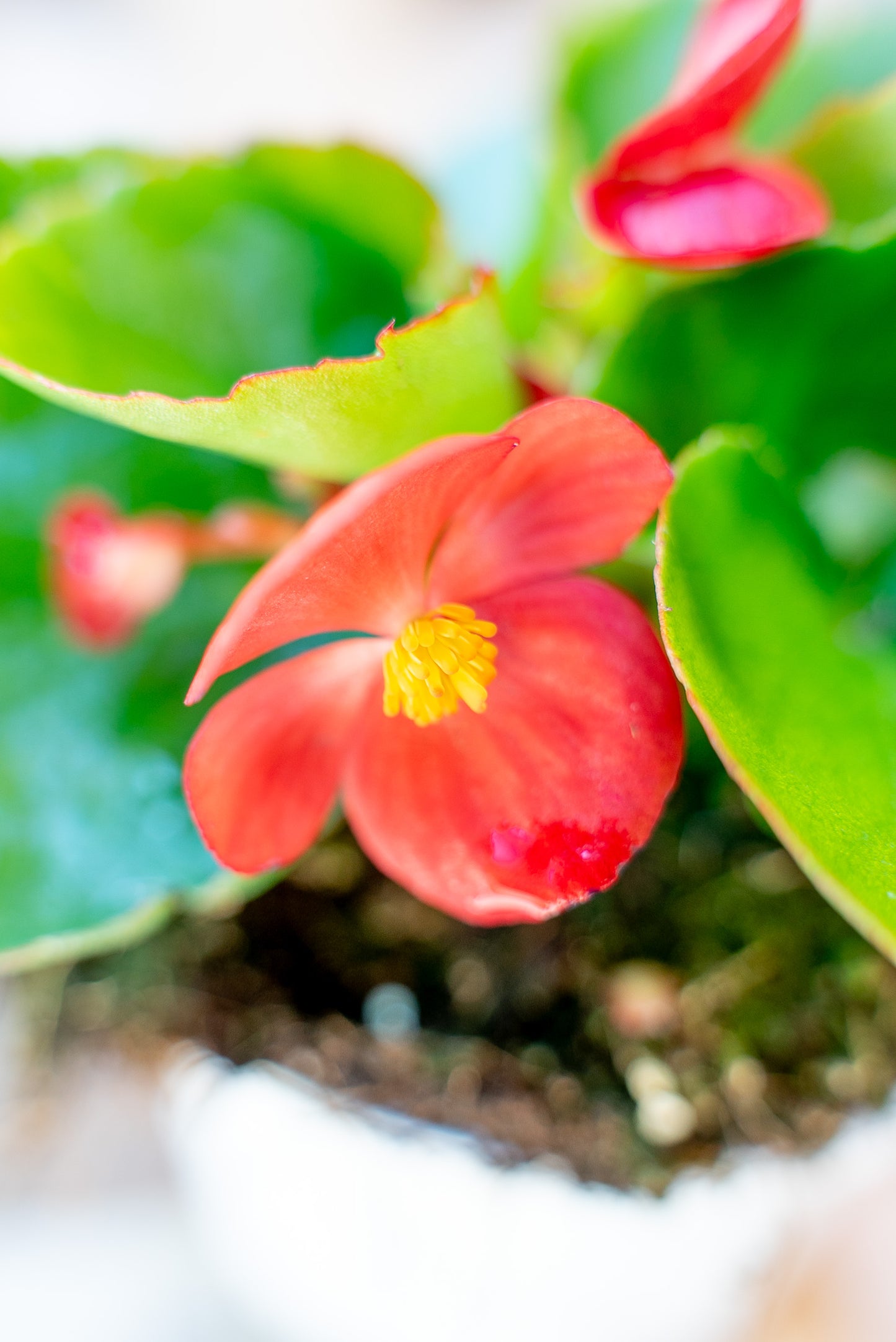 Begonia Stagionale