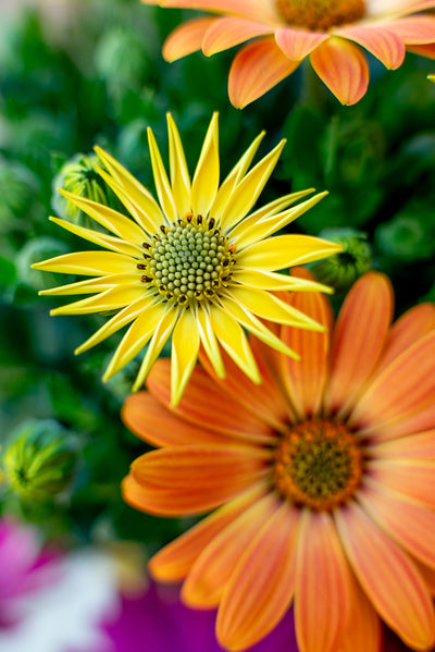 Dimorfoteca (Osteospermum)