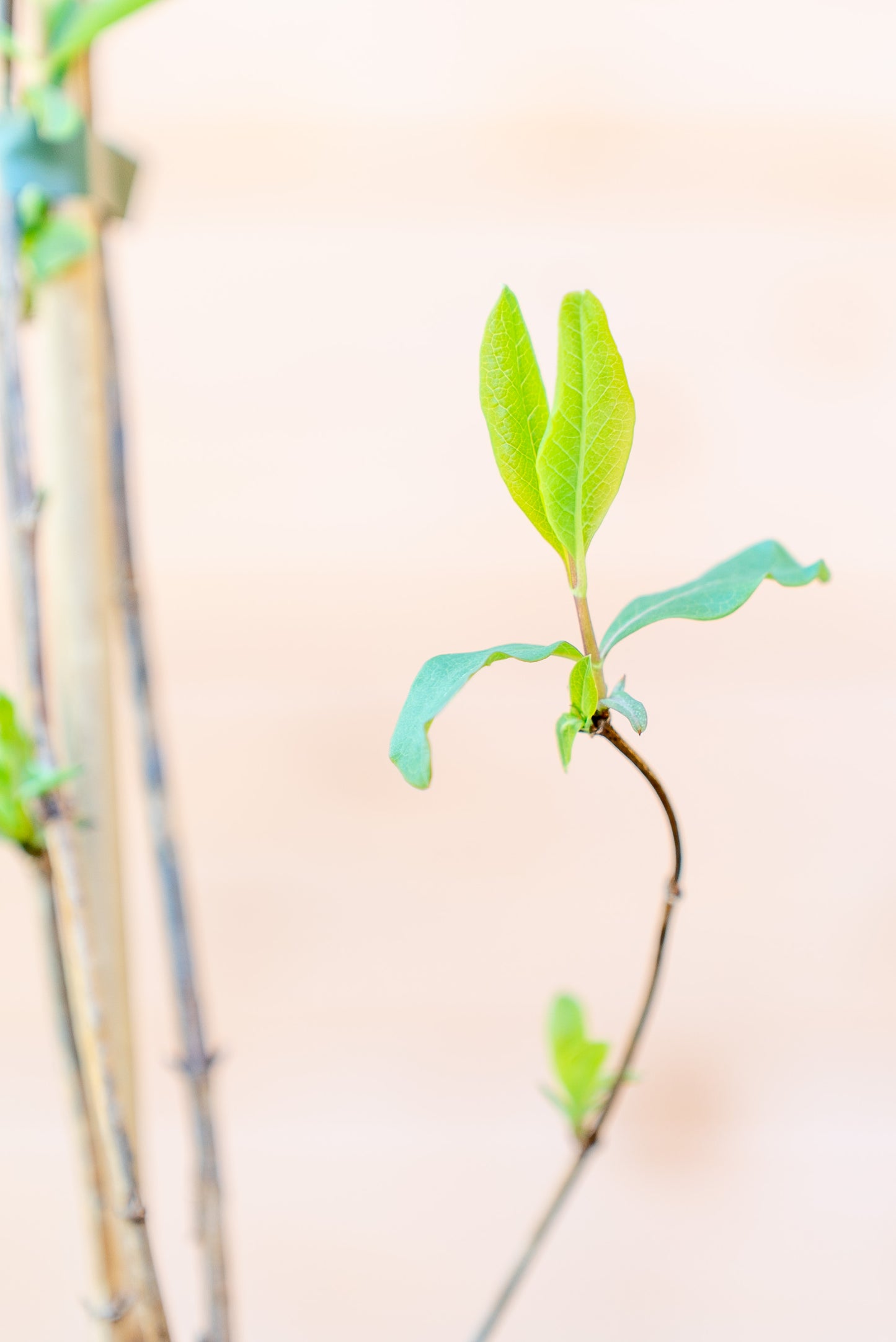 Lonicera Caprifoglio