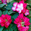 Rhododendro