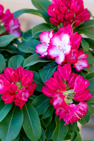 Rhododendro