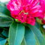 Rhododendro