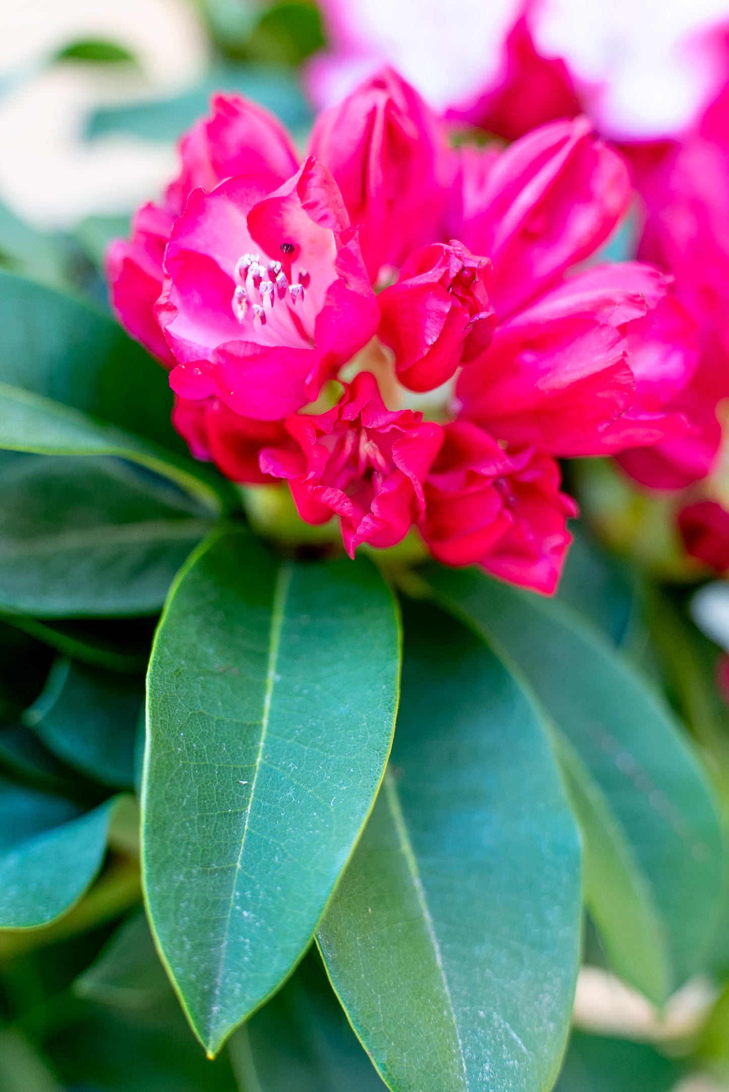 Rhododendro