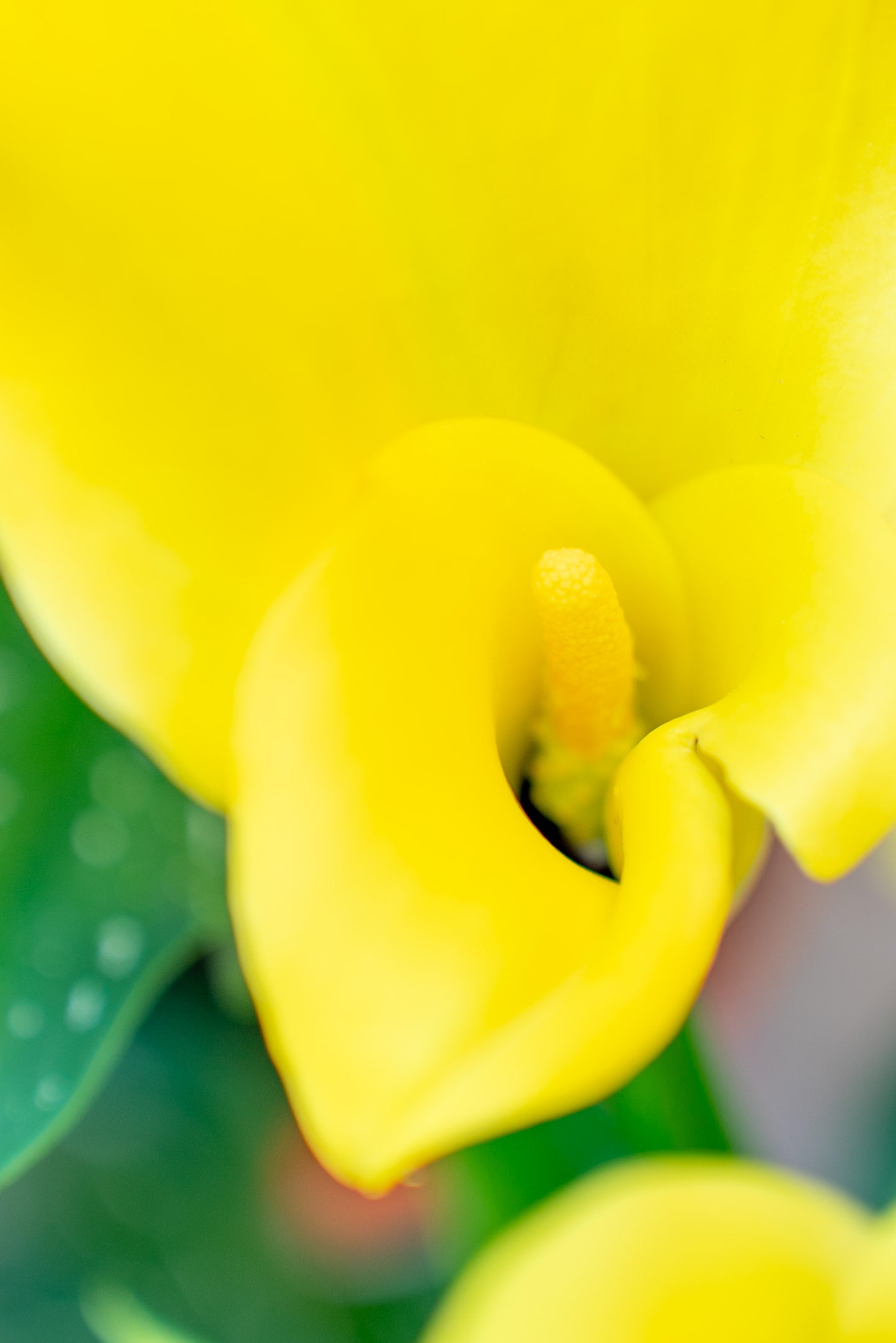 Calla x Hybrid