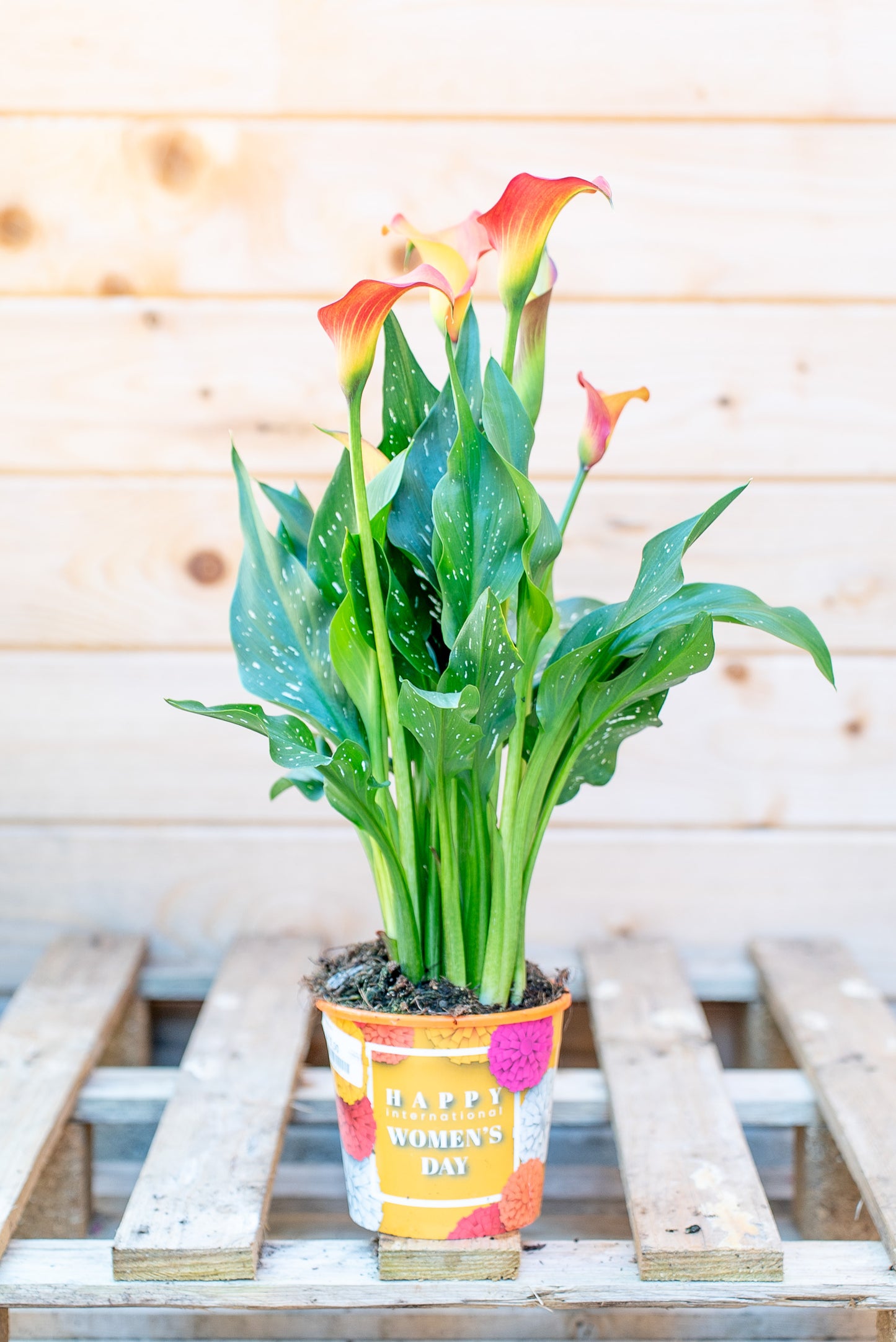 Calla x Hybrid