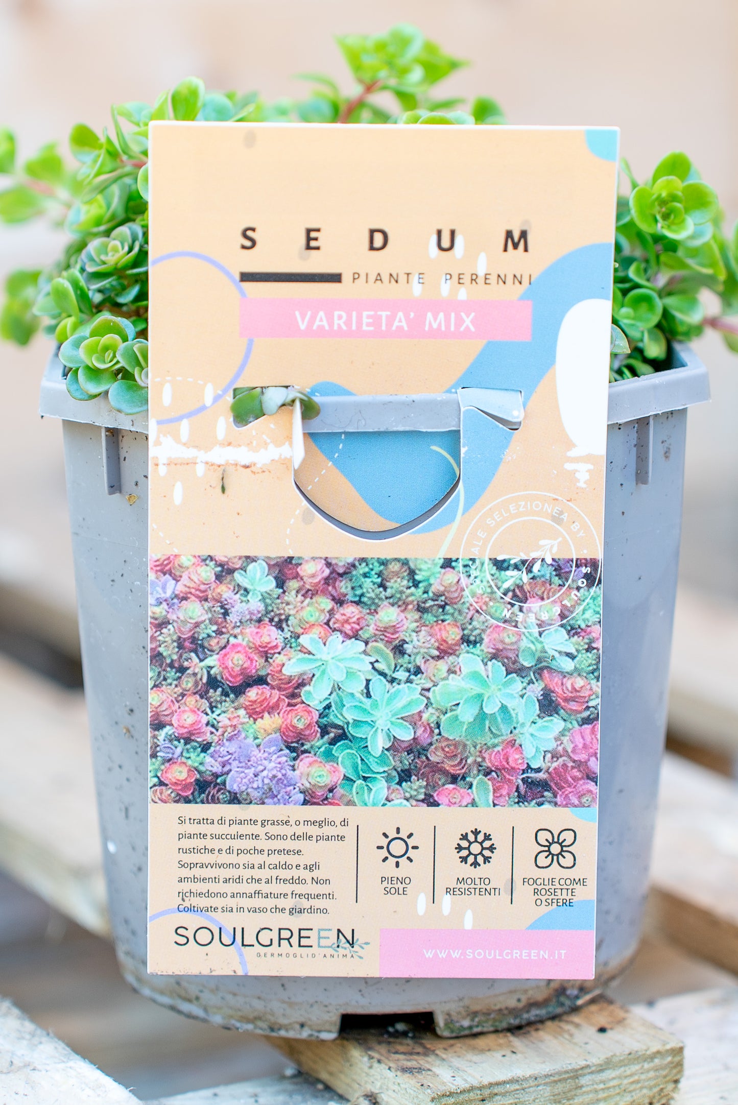 Sedum