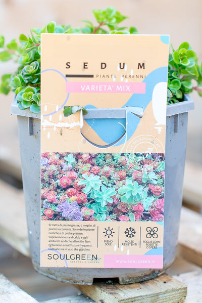 Sedum