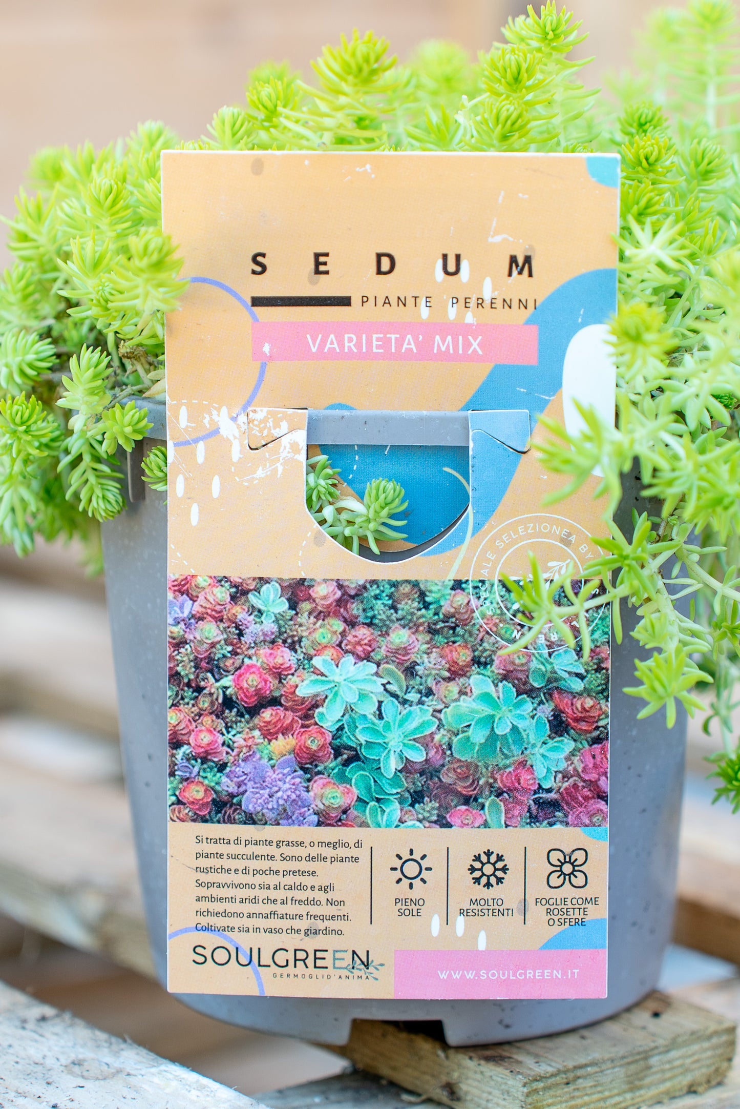 Sedum